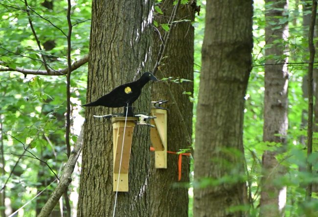 field target bird-shaped silhouette target in a tree